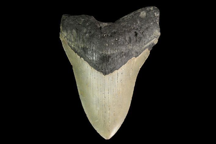 Fossil Megalodon Tooth - North Carolina #147543